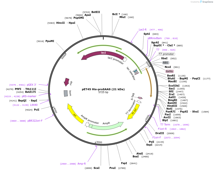 231636-plasmid-map-sequence-id-460633