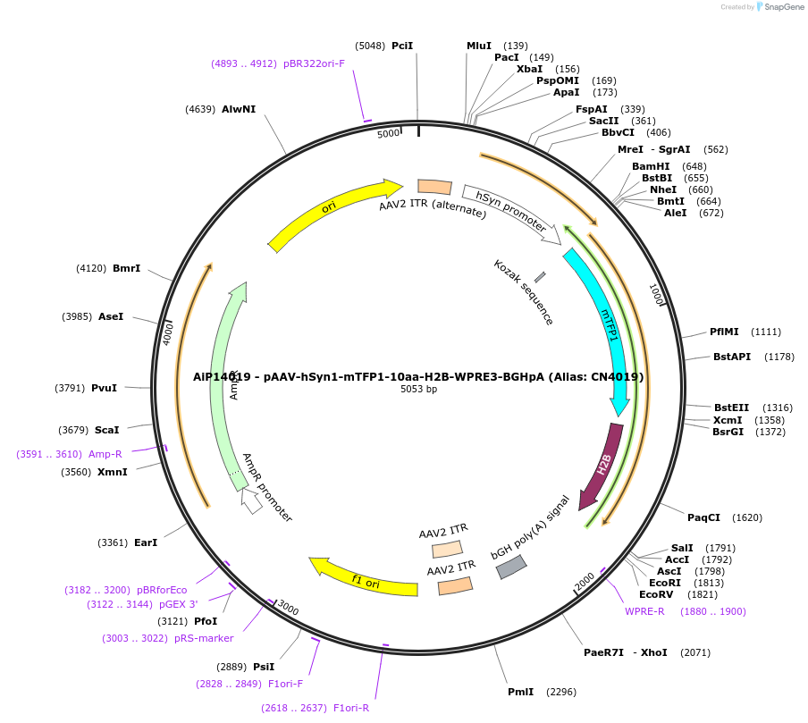 229937-plasmid-map-sequence-id-460663