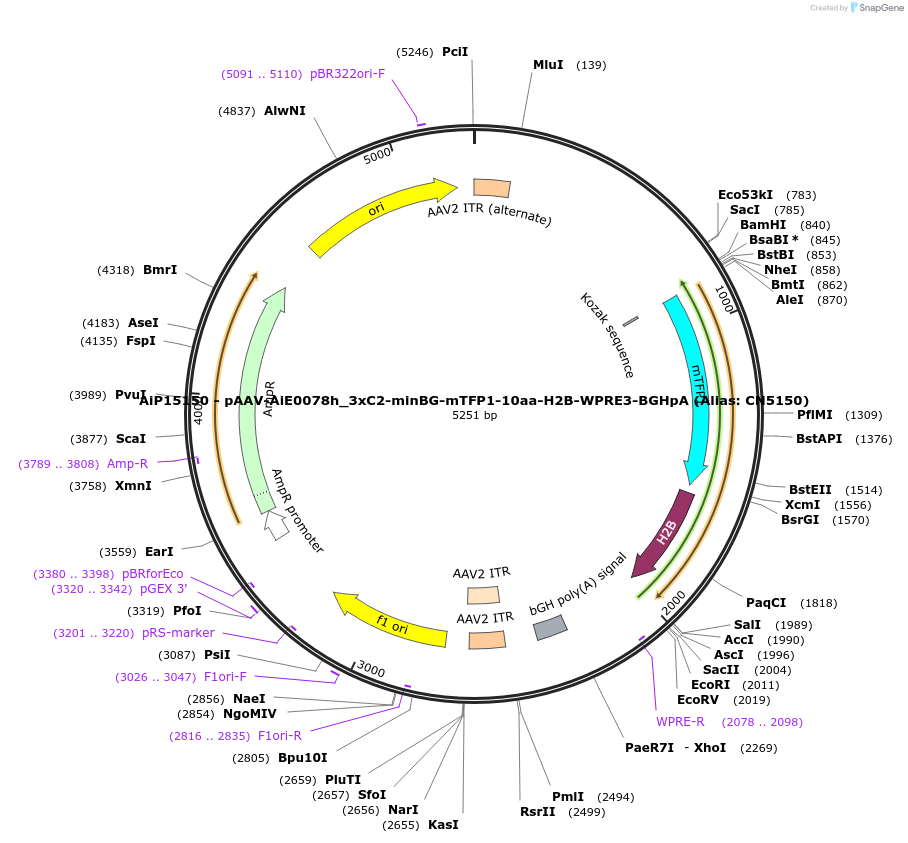 229939-plasmid-map-sequence-id-460665