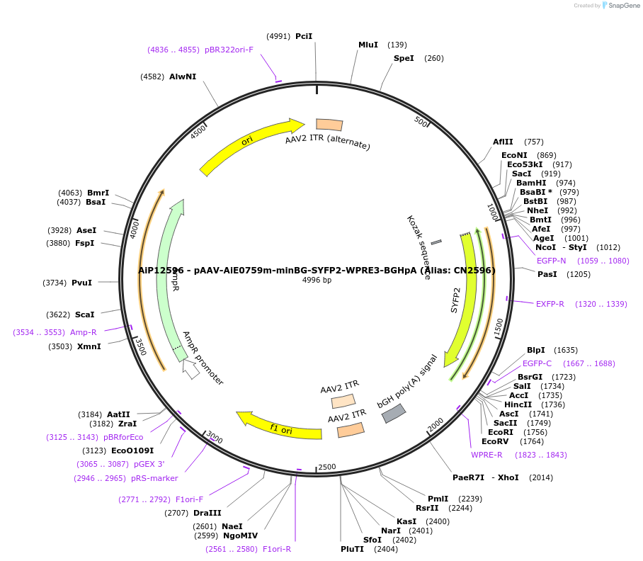 229895-plasmid-map-sequence-id-460666