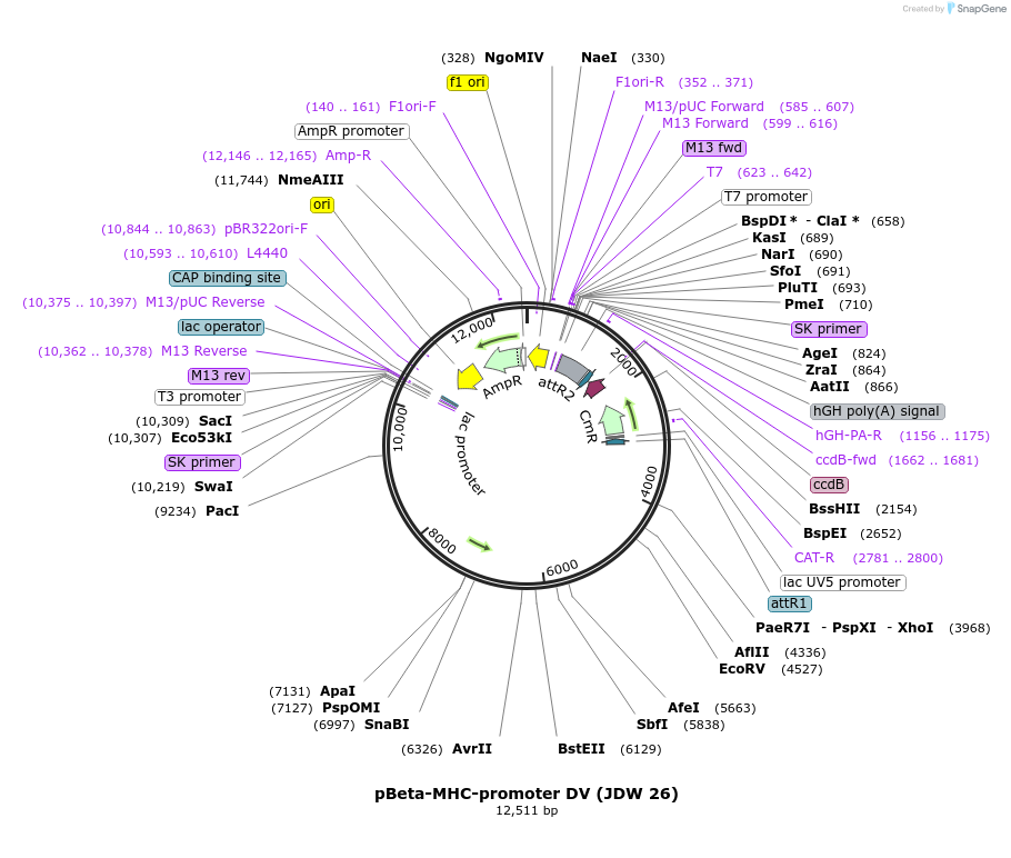 229835-plasmid-map-sequence-id-460674