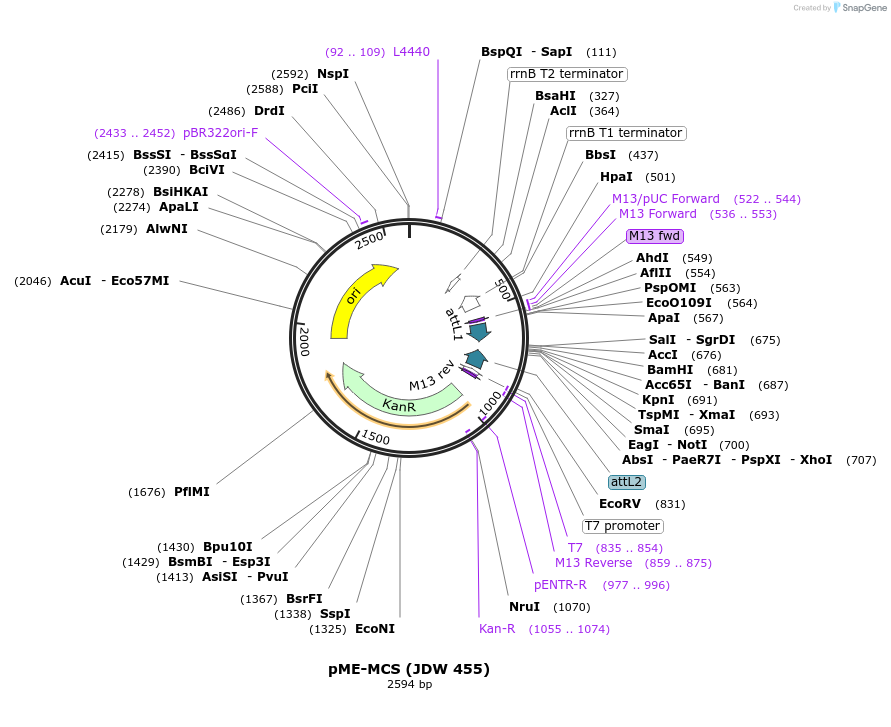 229832-plasmid-map-sequence-id-460677
