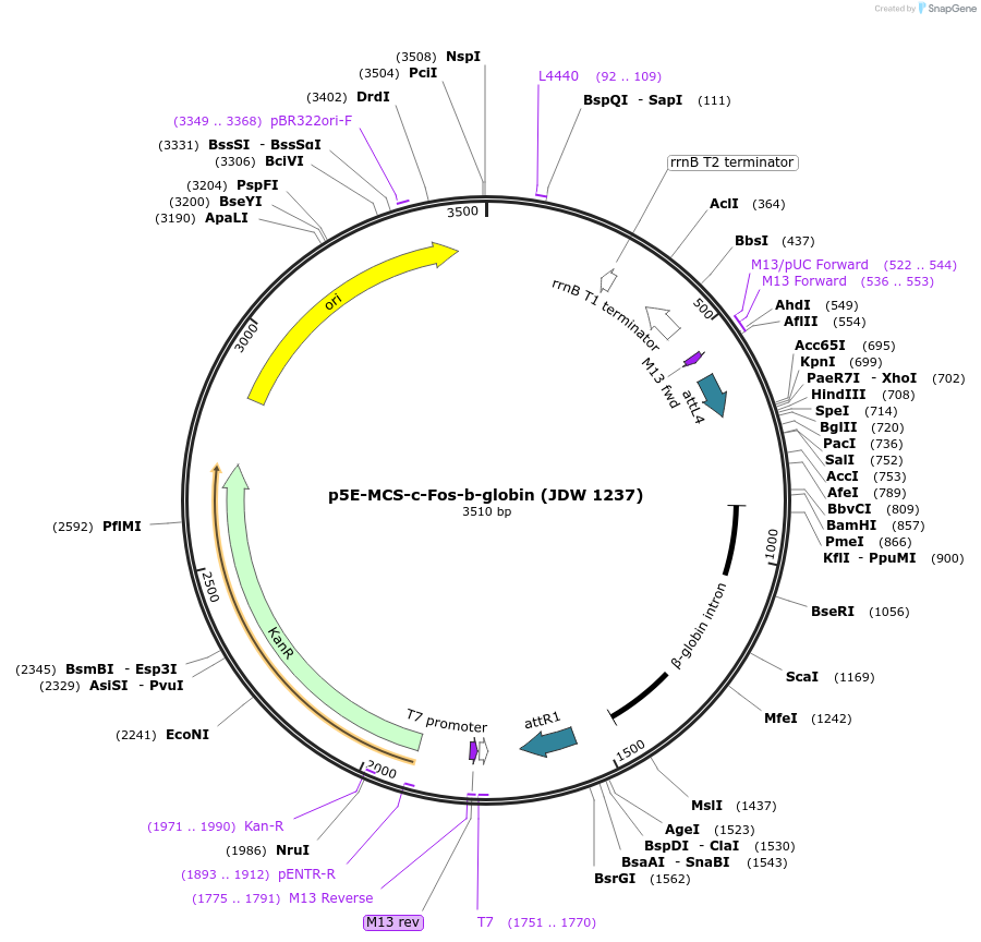 229829-plasmid-map-sequence-id-460678