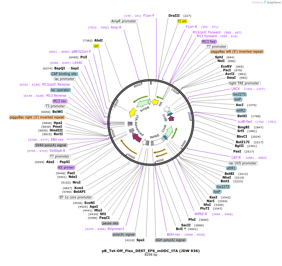 229828-plasmid-map-sequence-id-460682