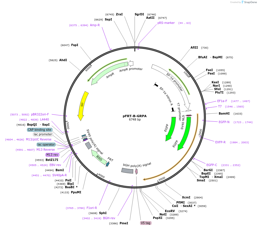 226222-plasmid-map-sequence-id-460685