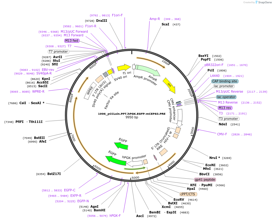 231805-plasmid-map-sequence-id-460689