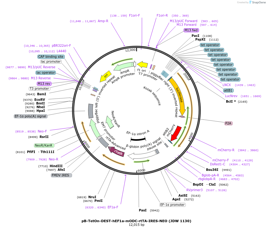 229839-plasmid-map-sequence-id-460707