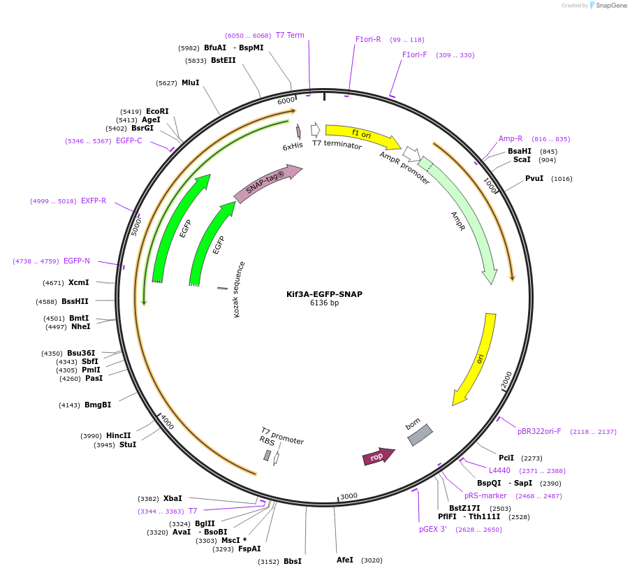 229852-plasmid-map-sequence-id-460709