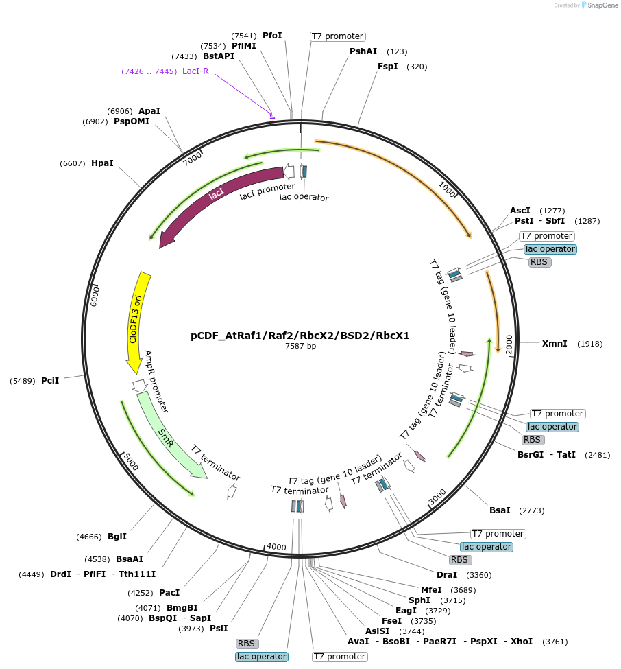 229510-plasmid-map-sequence-id-460710