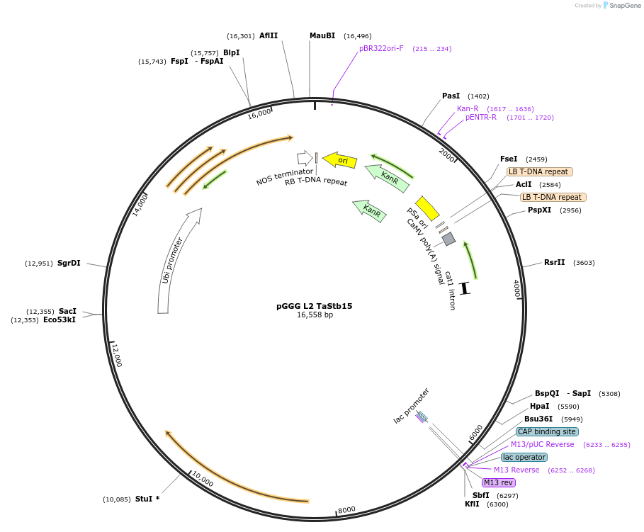 226630-plasmid-map-sequence-id-460712
