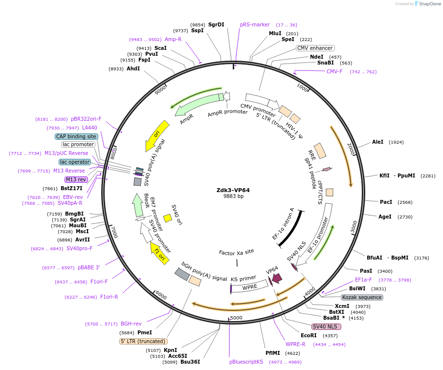 231571-plasmid-map-sequence-id-460765