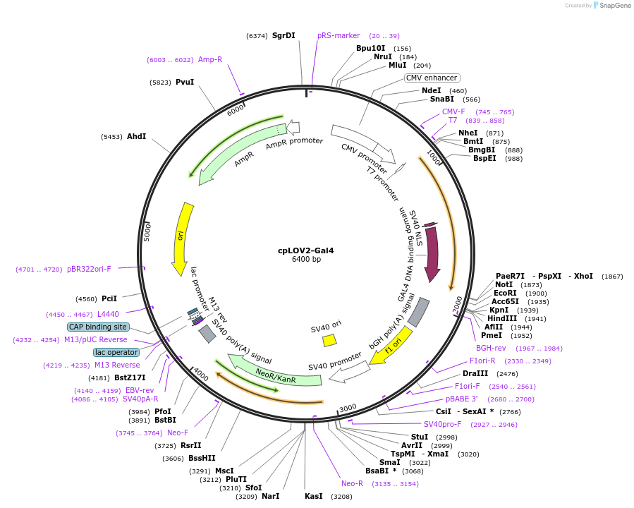 231569-plasmid-map-sequence-id-460768