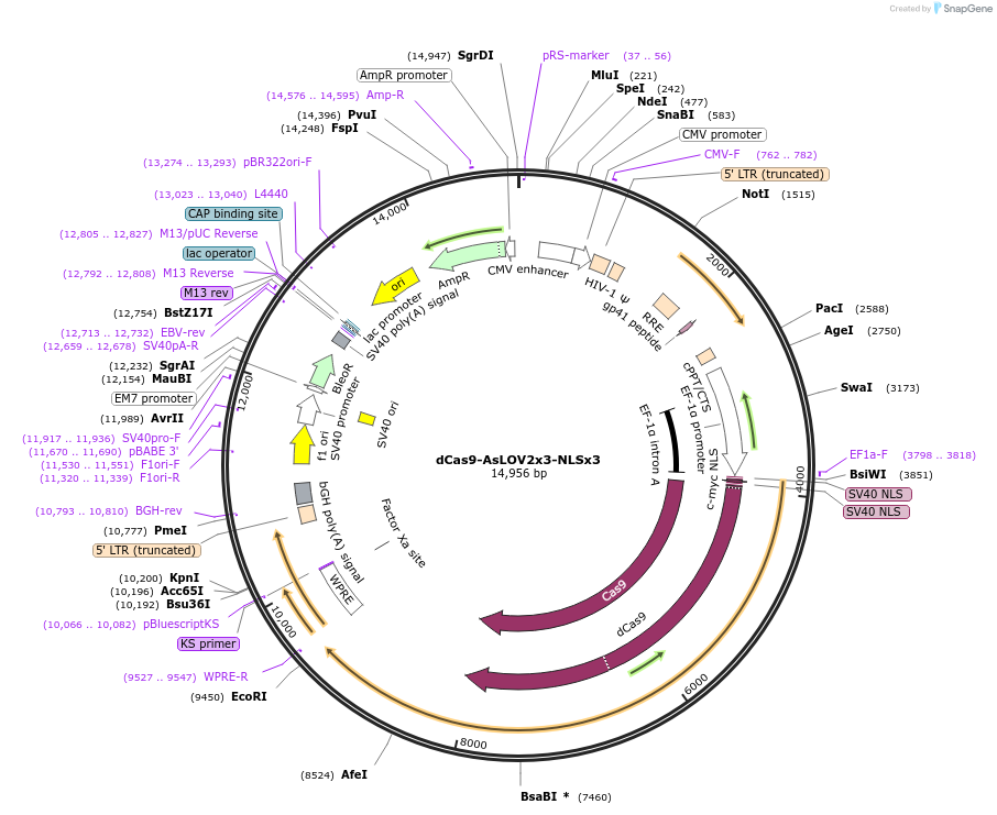 231566-plasmid-map-sequence-id-460770