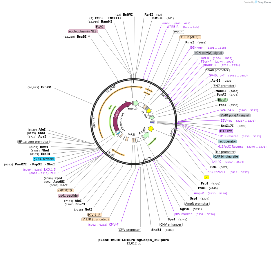 231977-plasmid-map-sequence-id-460774