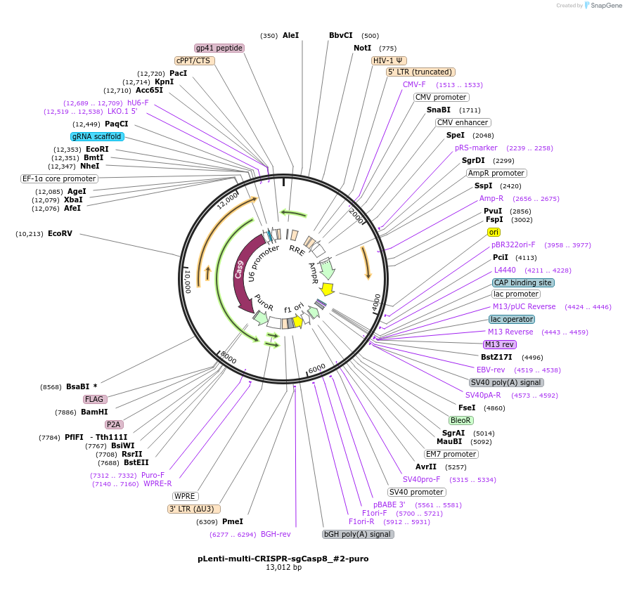 231978-plasmid-map-sequence-id-460775