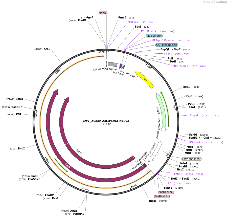 231567-plasmid-map-sequence-id-460778