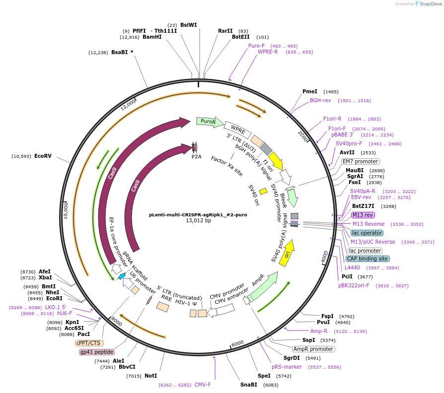 231983-plasmid-map-sequence-id-460784