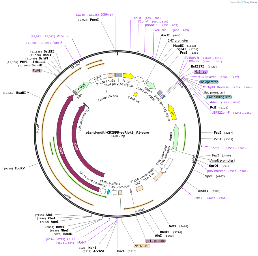 231984-plasmid-map-sequence-id-460789