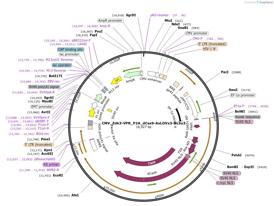 231568-plasmid-map-sequence-id-460791