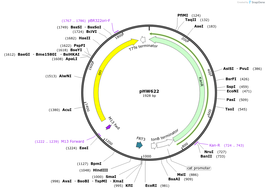 229868-plasmid-map-sequence-id-460827