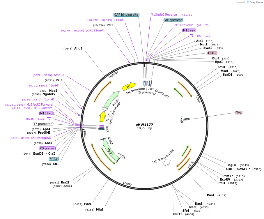 229872-plasmid-map-sequence-id-460839
