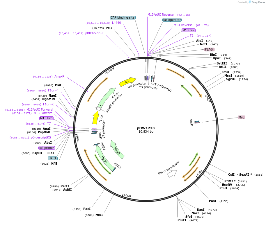229875-plasmid-map-sequence-id-460843