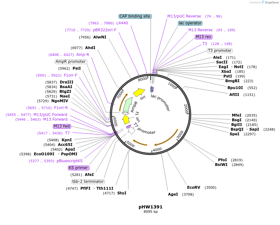 229877-plasmid-map-sequence-id-460857