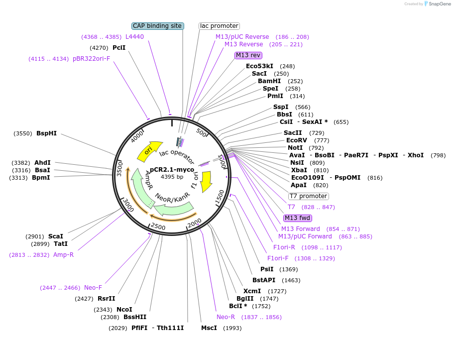 36870-plasmid-map-sequence-id-46090