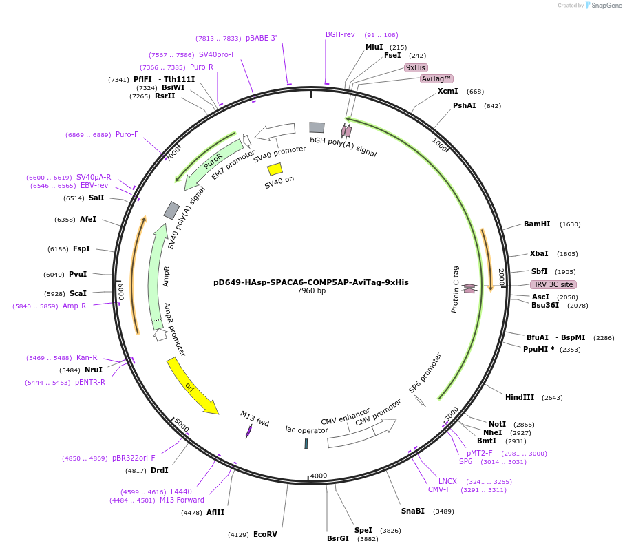 157274-plasmid-map-sequence-id-460930