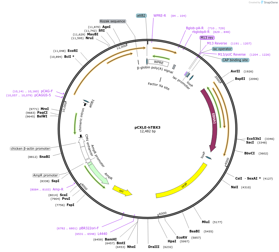 223196-plasmid-map-sequence-id-460940