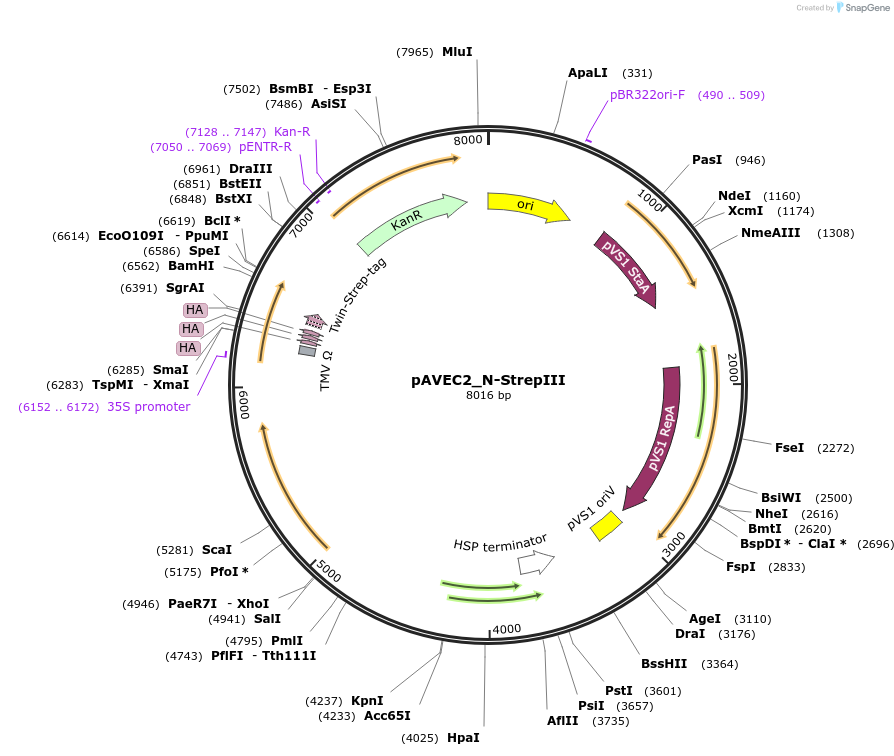231292-plasmid-map-sequence-id-460942
