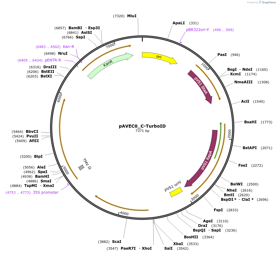 231269-plasmid-map-sequence-id-460943