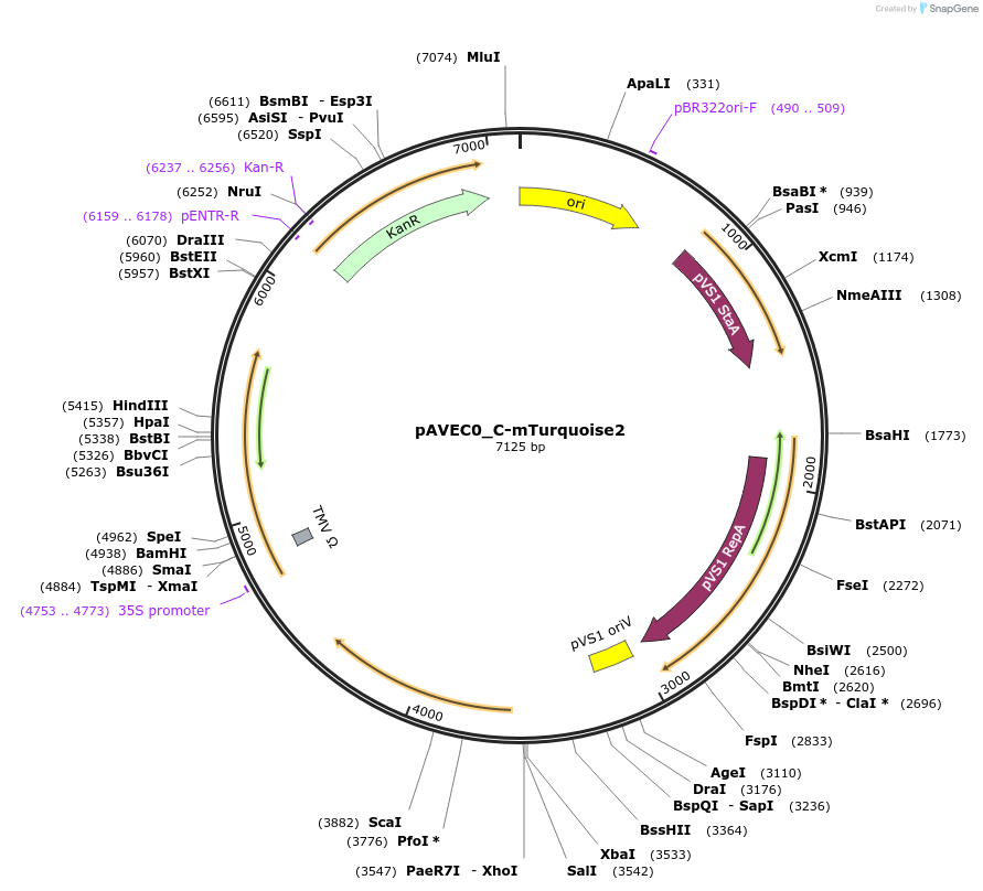 231262-plasmid-map-sequence-id-460944