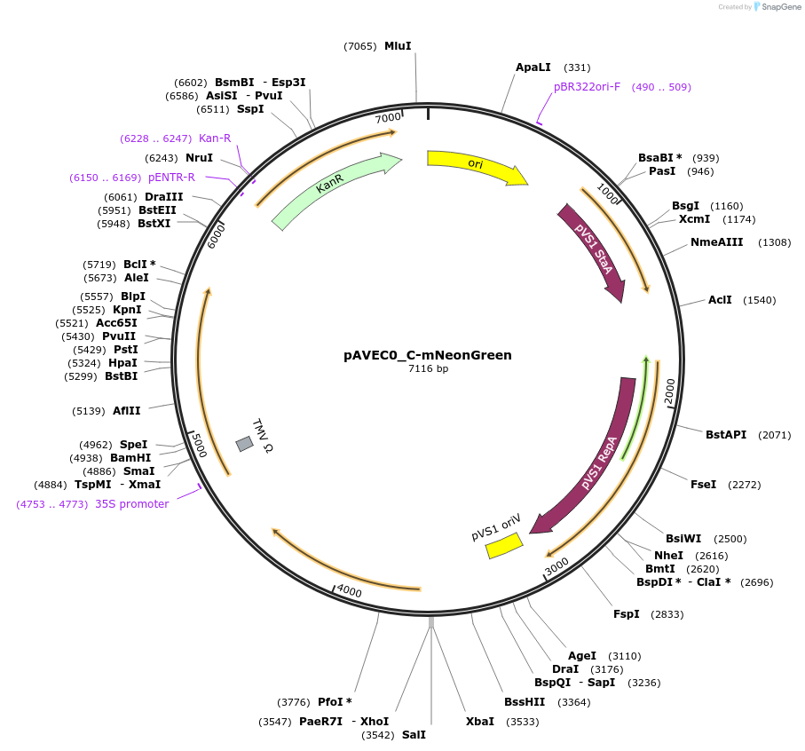 231264-plasmid-map-sequence-id-460945