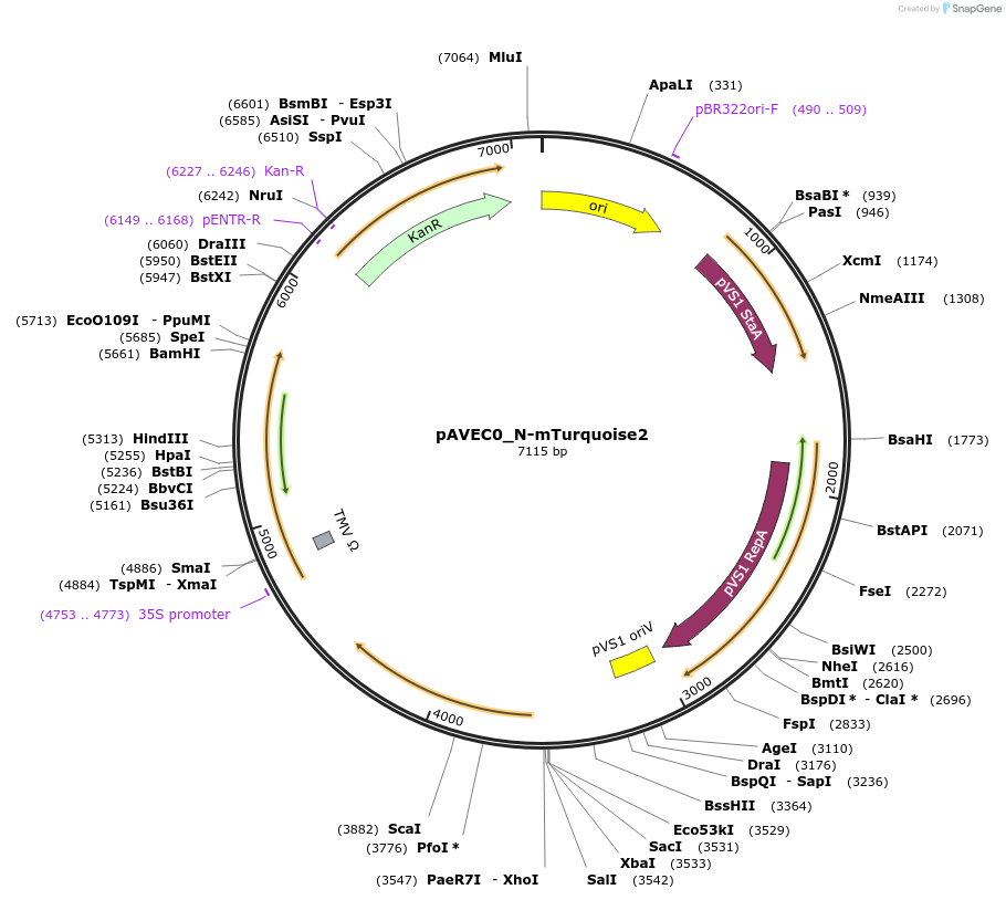 231254-plasmid-map-sequence-id-460948