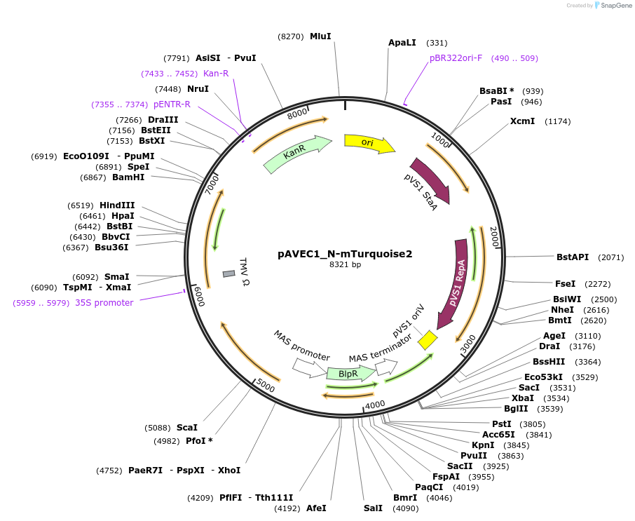 231270-plasmid-map-sequence-id-460949