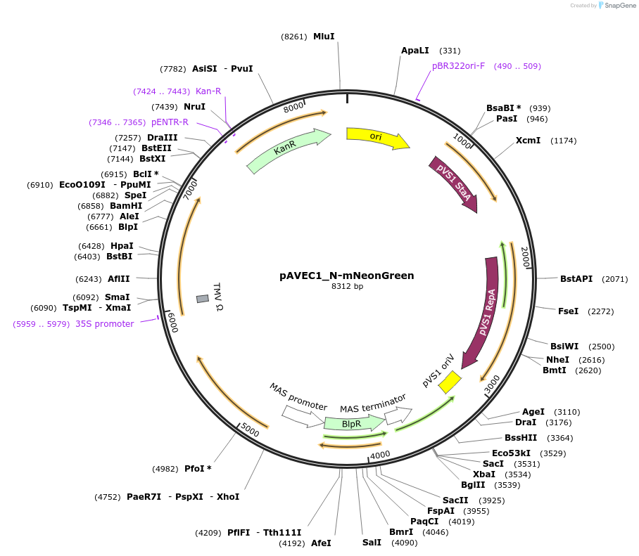 231272-plasmid-map-sequence-id-460950