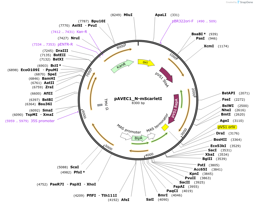 231274-plasmid-map-sequence-id-460951