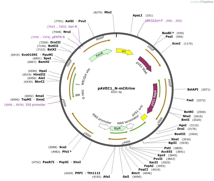 231273-plasmid-map-sequence-id-460953
