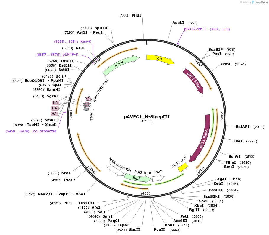 231276-plasmid-map-sequence-id-461050