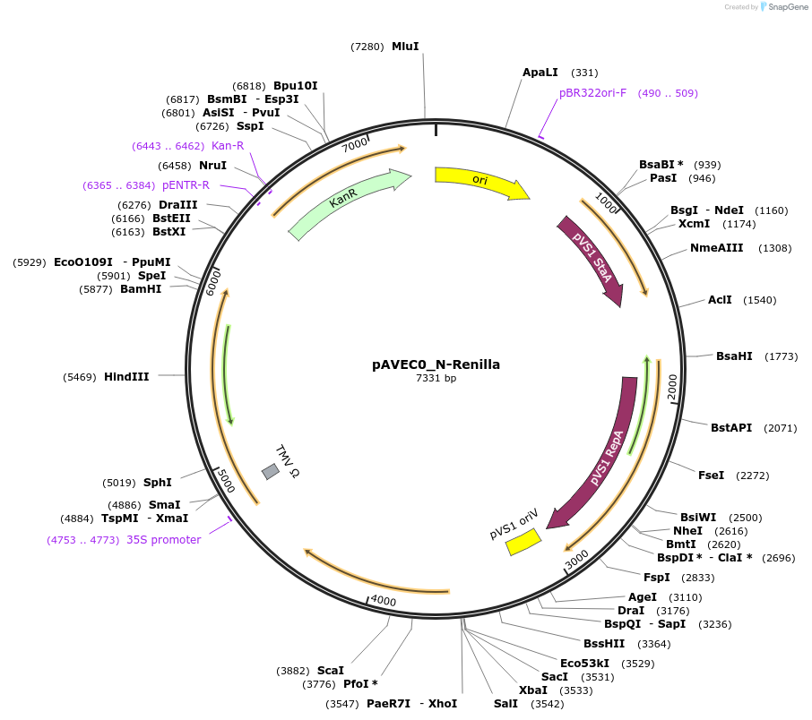 231259-plasmid-map-sequence-id-461051