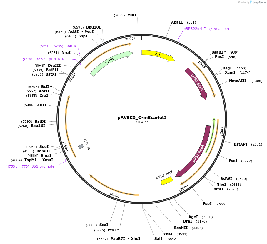 231266-plasmid-map-sequence-id-461052