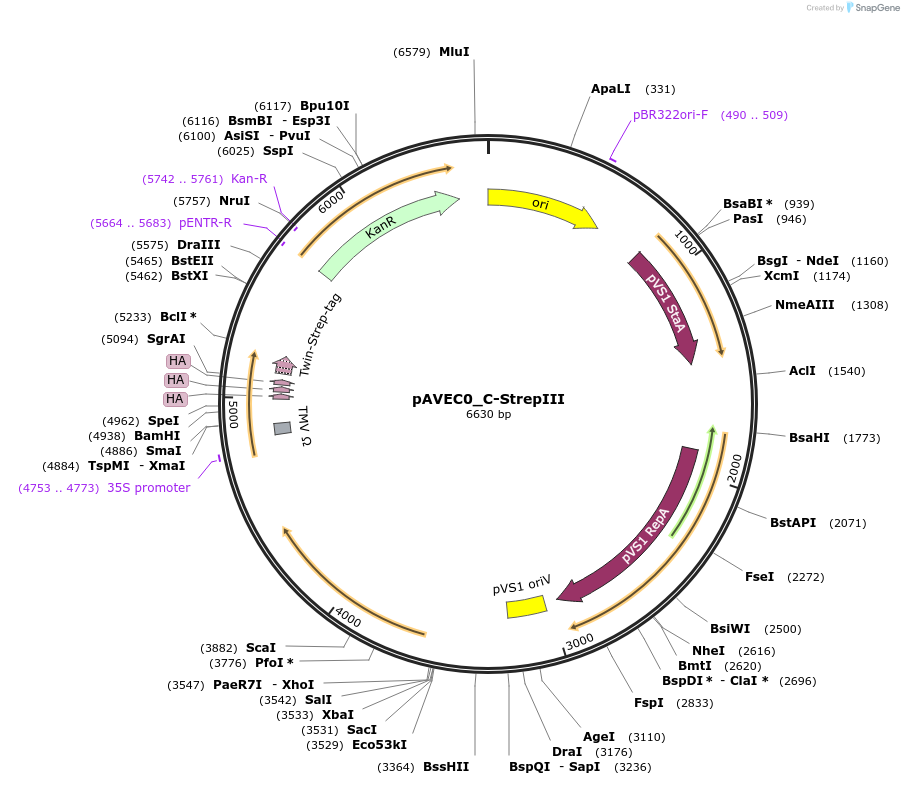 231268-plasmid-map-sequence-id-461053