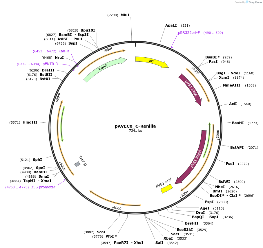 231267-plasmid-map-sequence-id-461054