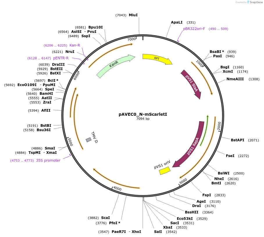 231258-plasmid-map-sequence-id-461055