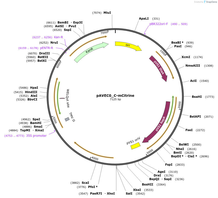 231265-plasmid-map-sequence-id-461056