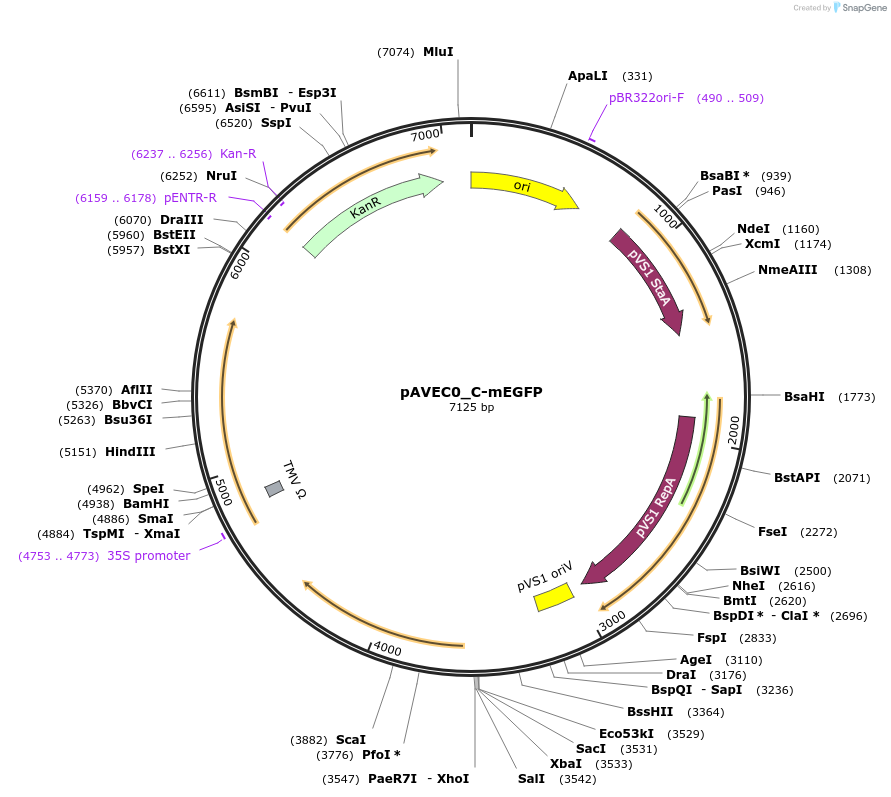 231263-plasmid-map-sequence-id-461057