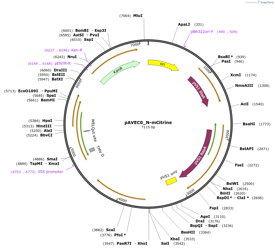231257-plasmid-map-sequence-id-461058