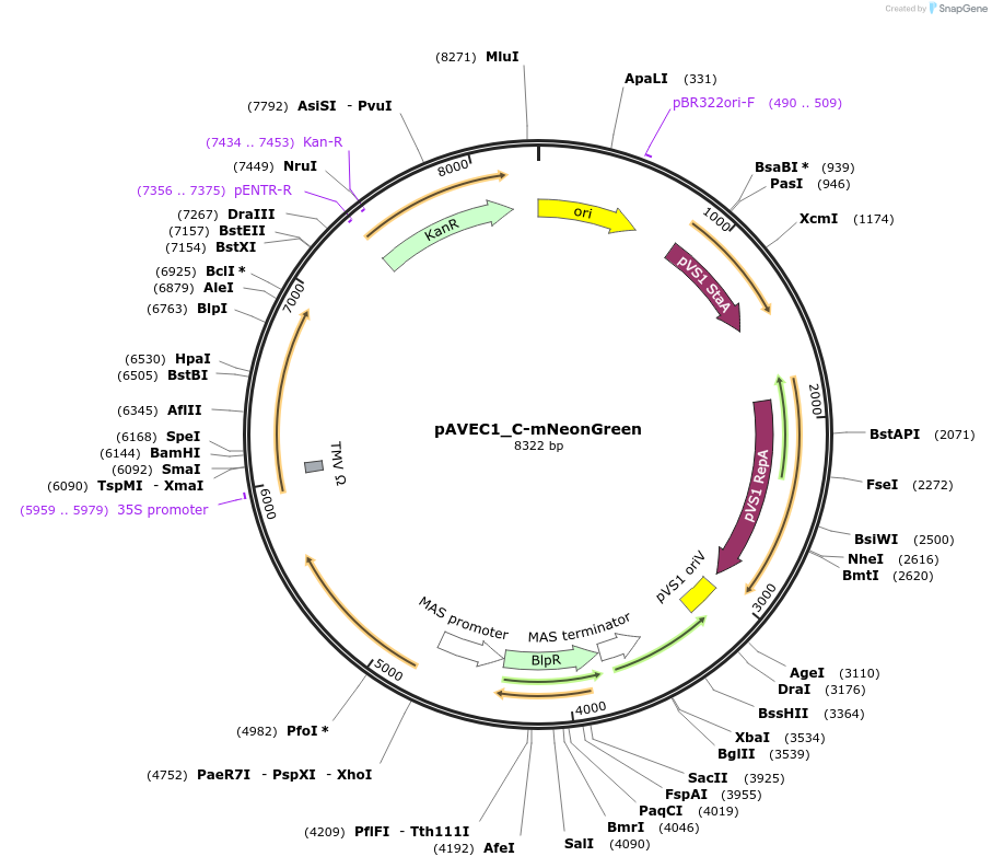 231280-plasmid-map-sequence-id-461061
