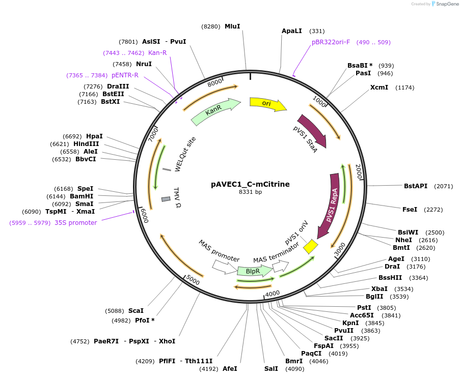 231281-plasmid-map-sequence-id-461062